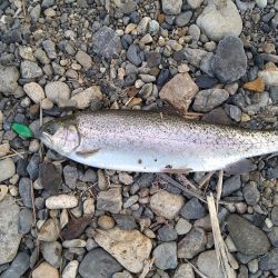 期間限定のデカニジマス